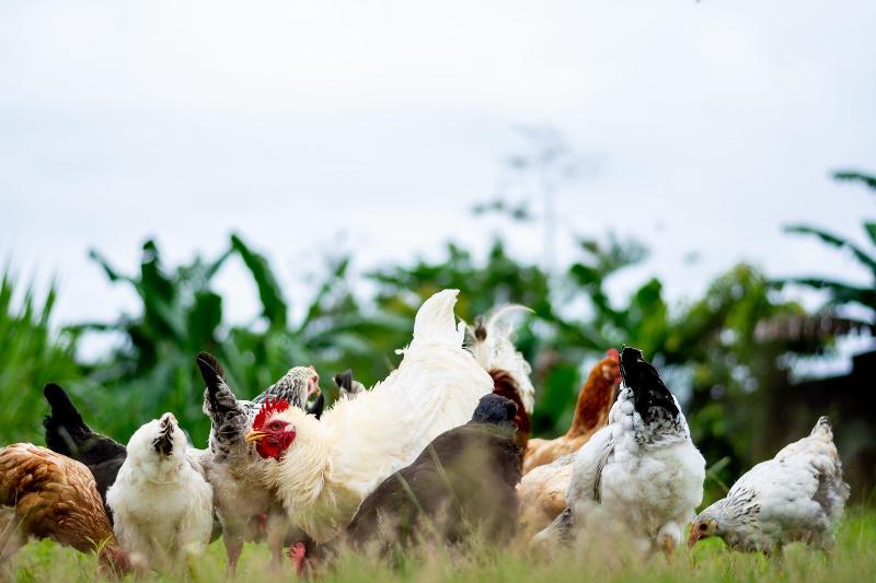 فندق Aunty Arenal Lodge