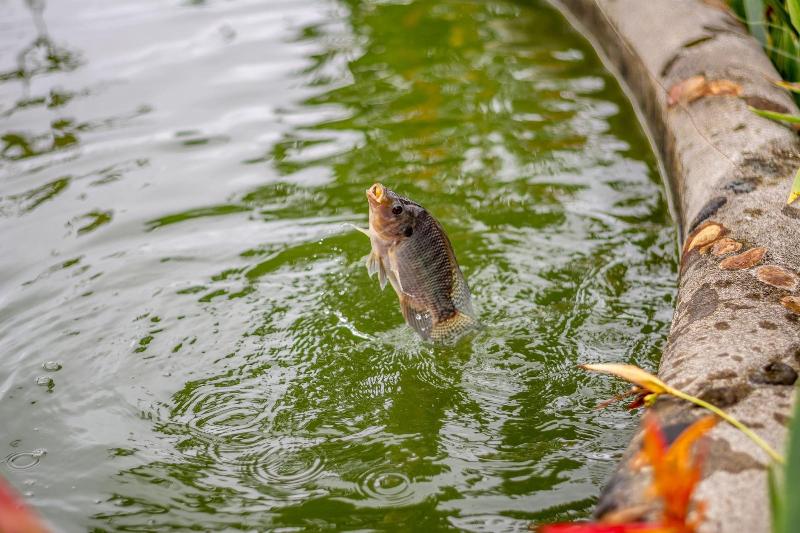 فندق Aunty Arenal Lodge