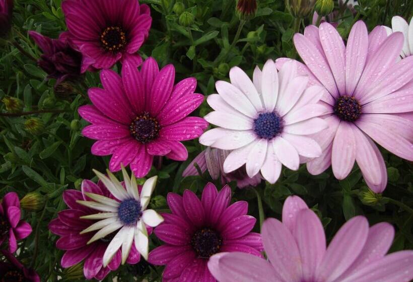 酒店 Daisy's Guest House