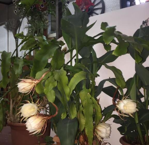 酒店 Estia Vasilis Manoli