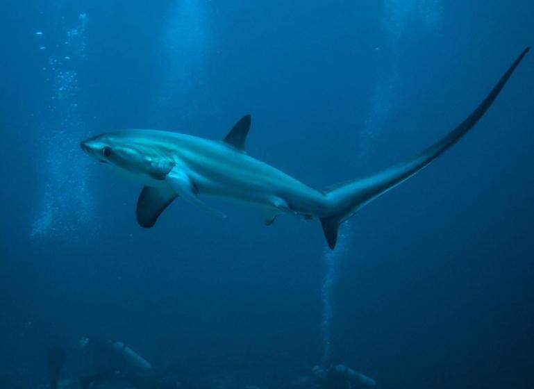 هتل Malapascua Exotic Island Dive Resort