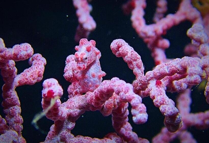 هتل Malapascua Exotic Island Dive Resort