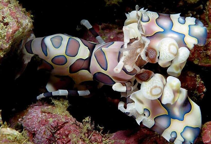 هتل Malapascua Exotic Island Dive Resort