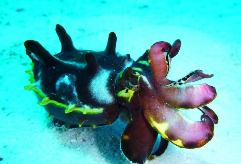 هتل Malapascua Exotic Island Dive Resort