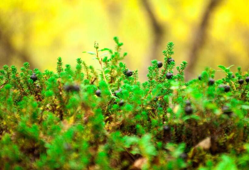 فندق Saariselkä Inn Majatalo Panimo