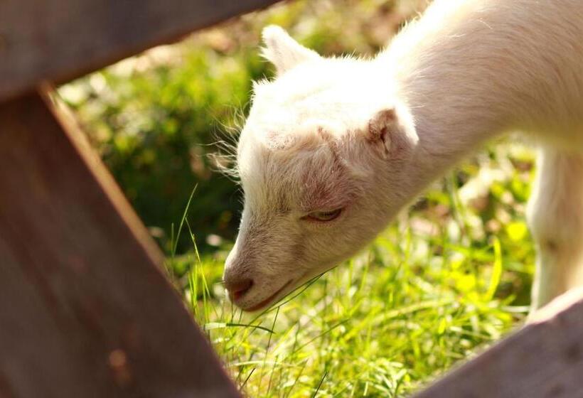 Отель Villa Victoria Penzion