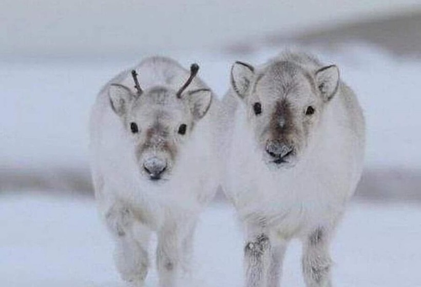 ホテル Villa Virpi