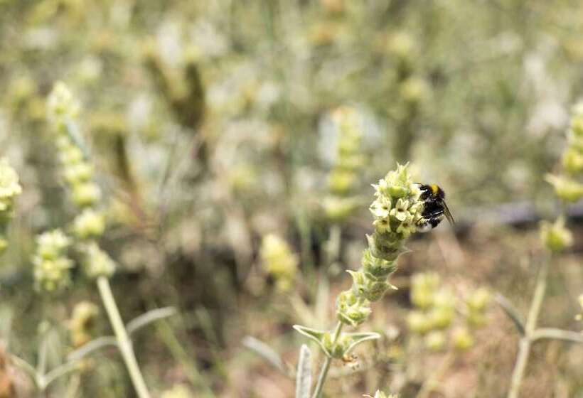 ホテル Ktima Bellou