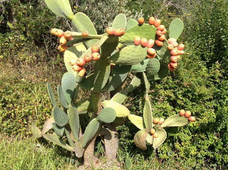 酒店 Il Casale Dell'ingegnere