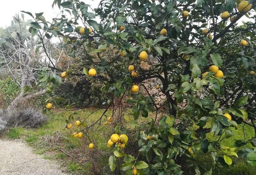 酒店 Masseria L Antico Frantoio