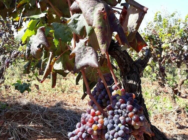 酒店 Masseria L Antico Frantoio