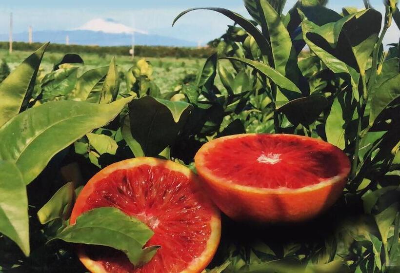 Отель Villa Teresa