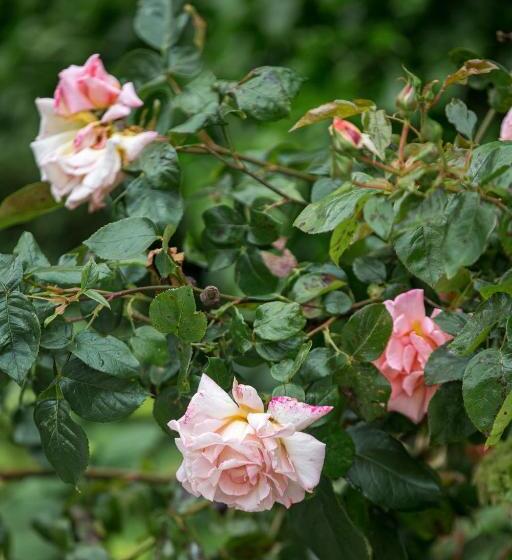호텔 De Roos Leeuwarden