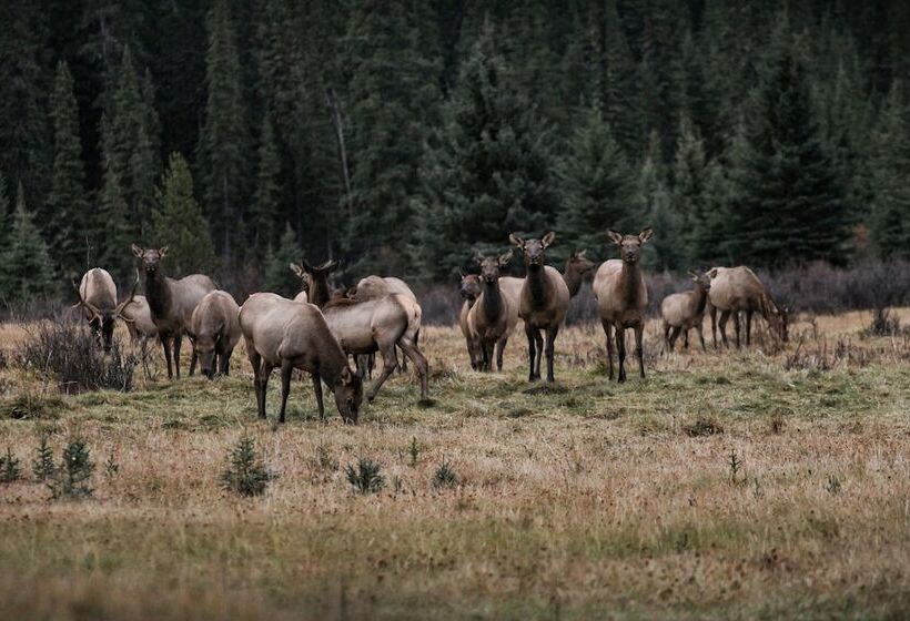 בית מלון כפרי Rock Lake Lodge