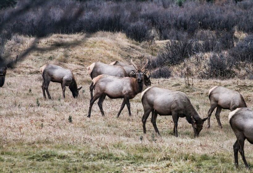 בית מלון כפרי Rock Lake Lodge