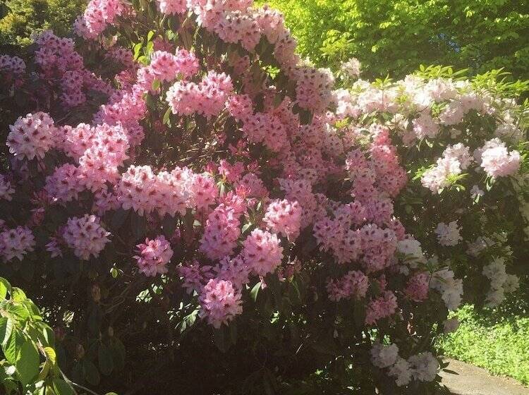 Отель The Flying Trout Boutique Lodge