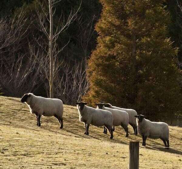 酒店 Whakaipo Lodge
