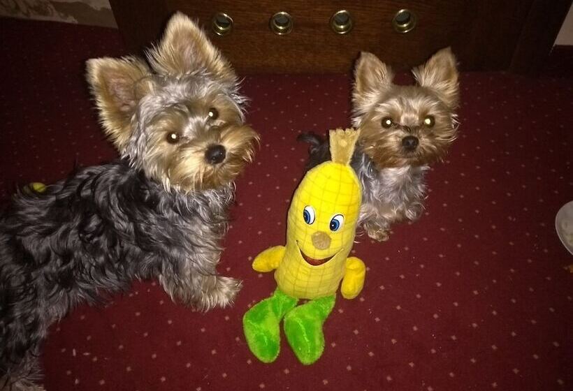 酒店 Willa Słoneczna Róża Pobyt Ze śniadaniami