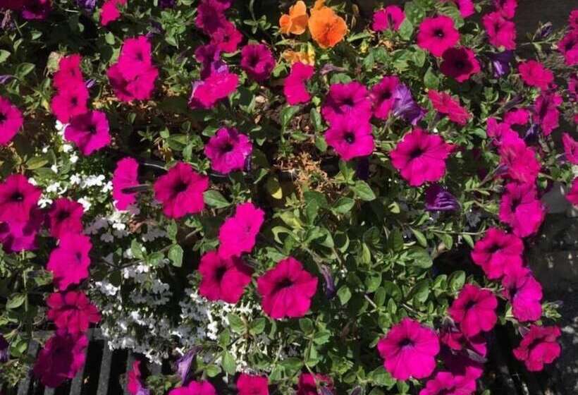 Отель Highfield Guesthouse