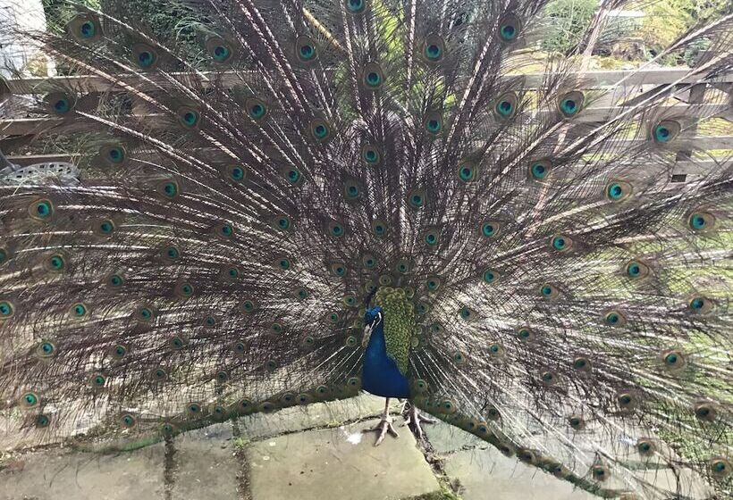 בית מלון כפרי Hundalee House B&b