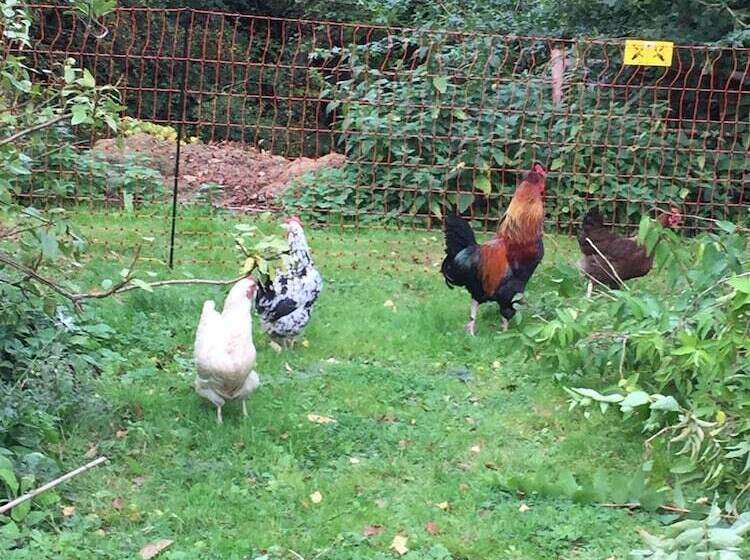 בית מלון כפרי Hundalee House B&b