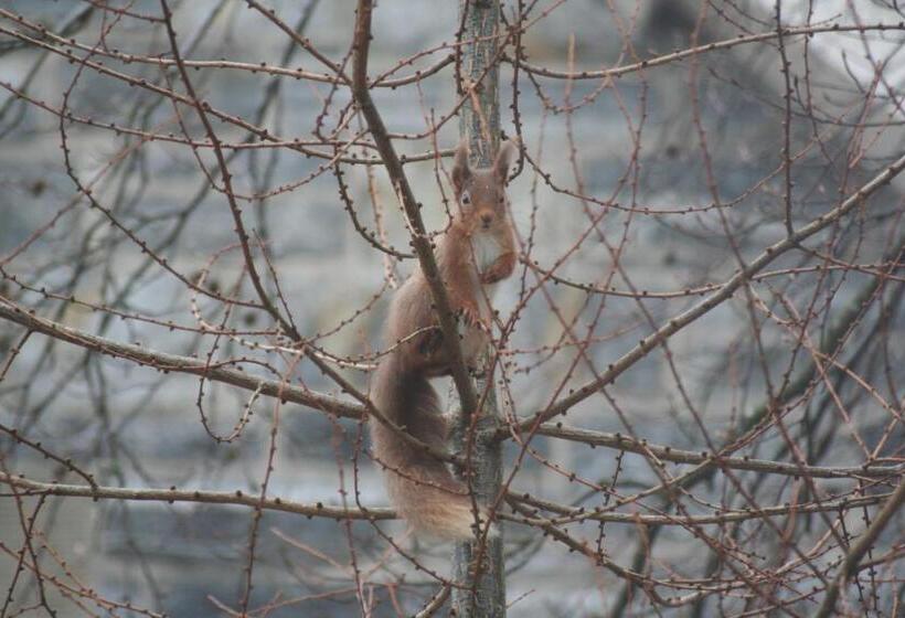 Отель Rossmor Bed & Breakfast