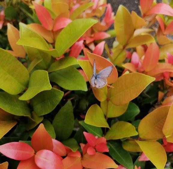 فندق Anna Shanthi Villa