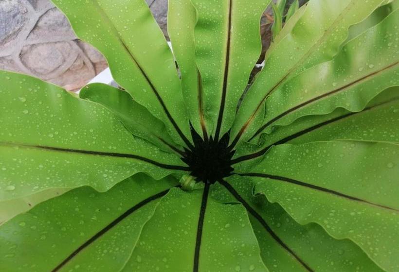 فندق Anna Shanthi Villa