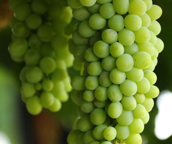 فندق Cana Vineyard Guesthouse