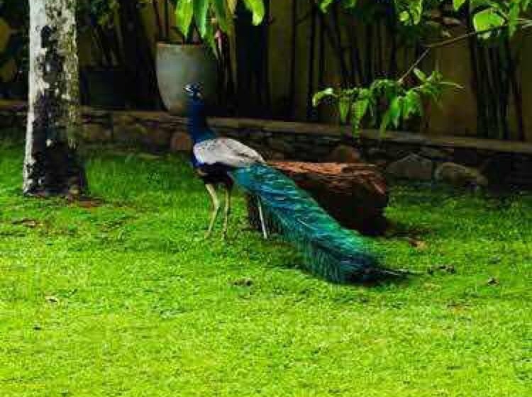 فندق Hiding Unawatuna