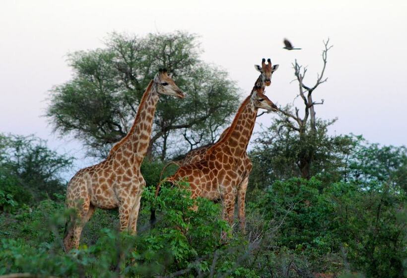 בית מלון כפרי Mtomeni Safari Camp