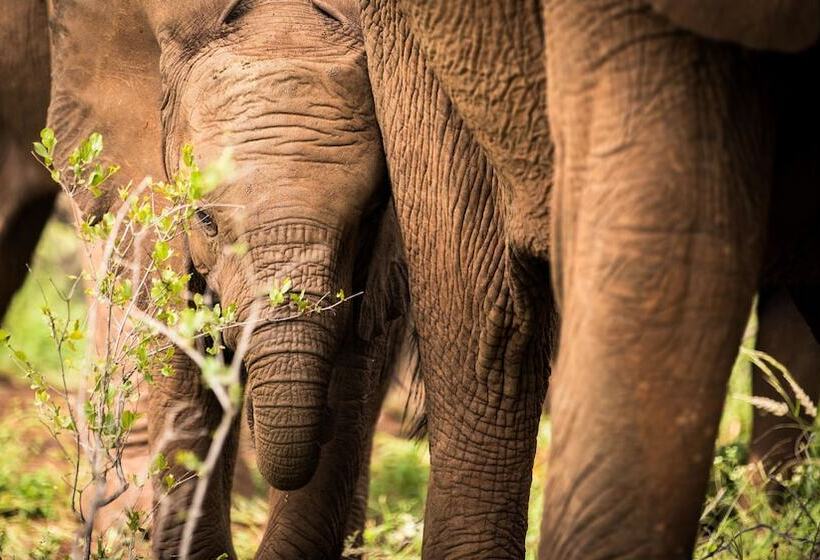 فندق Nyumbani Estate Bush Lodge   All Inclusive