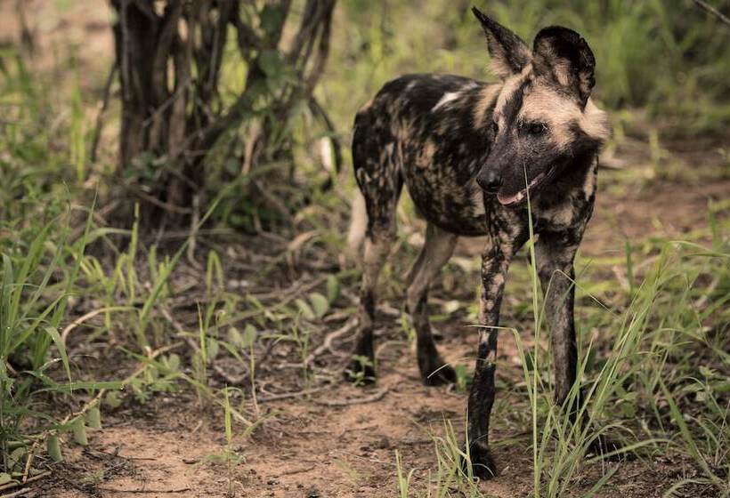 فندق Nyumbani Estate Bush Lodge   All Inclusive