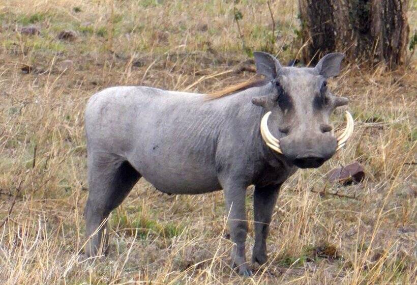 فندق Nyumbani Estate Bush Lodge   All Inclusive