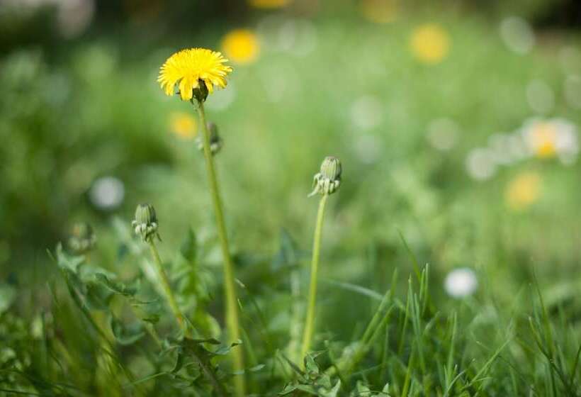 酒店 Garni Pod Skalkou