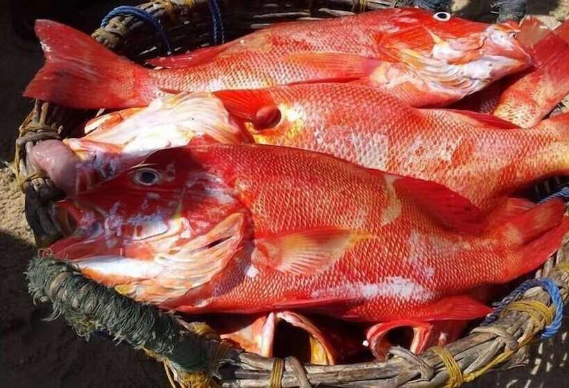 호텔 Resort Maya Beach