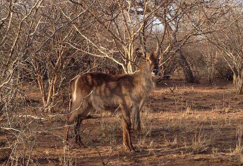 ホテル The Baobab Bush Lodge, No Self Catering