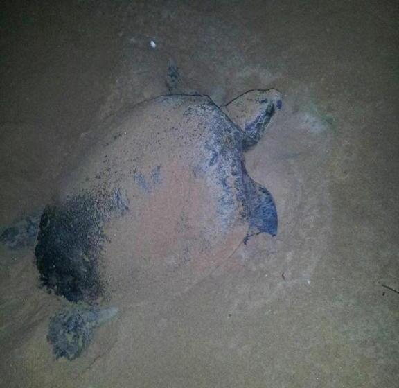 호텔 Weligama Bay Eco Villa