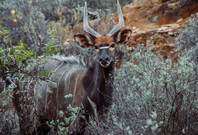 هتل Wildehondekloof Game Lodge