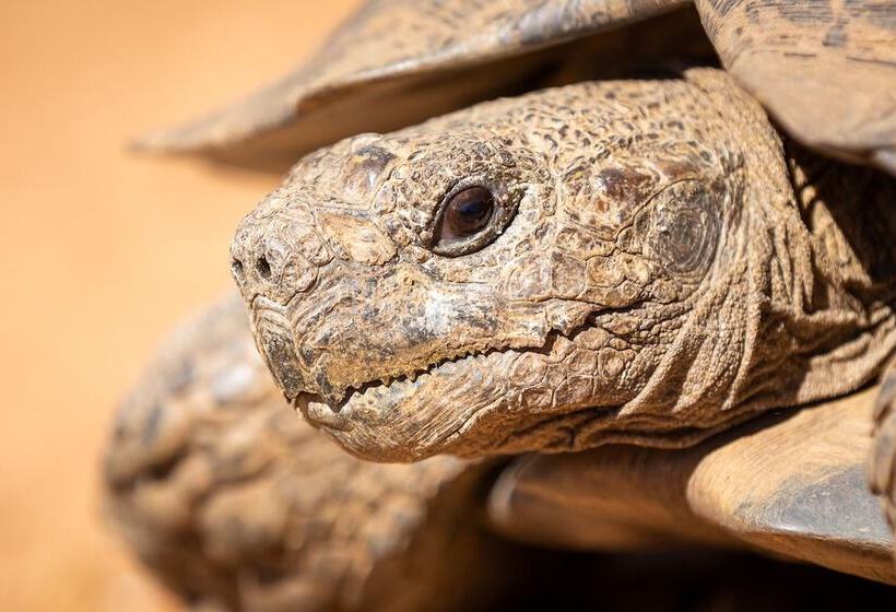 هتل Wildehondekloof Game Lodge