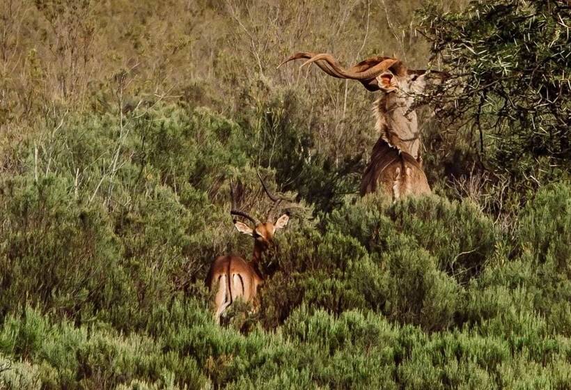 هتل Wildehondekloof Game Lodge