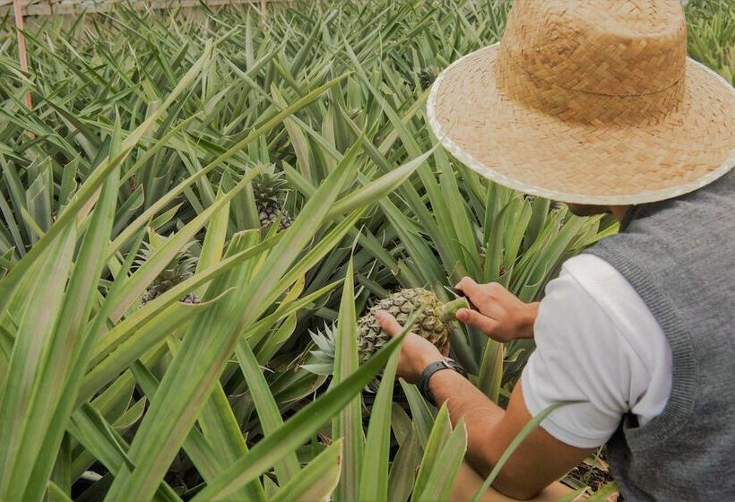 Herdade Do Ananas