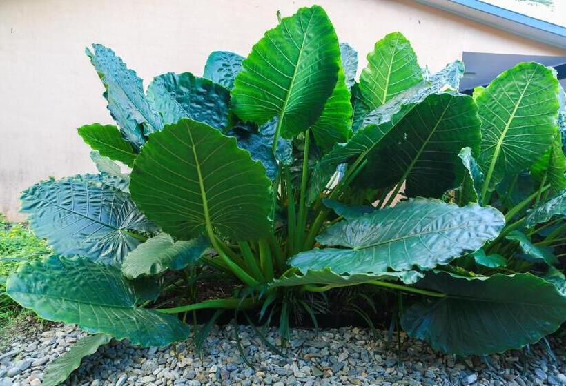 ホテル Birch Resort Port Douglas