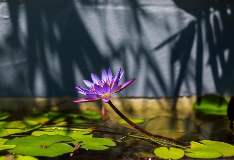 ホテル Birch Resort Port Douglas