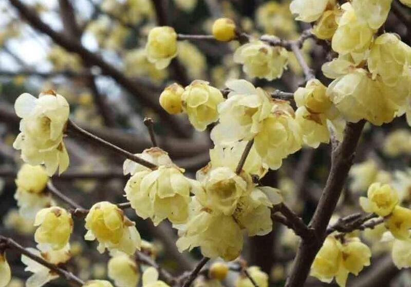 ホテル Ryokan Hanareya Ishidaya