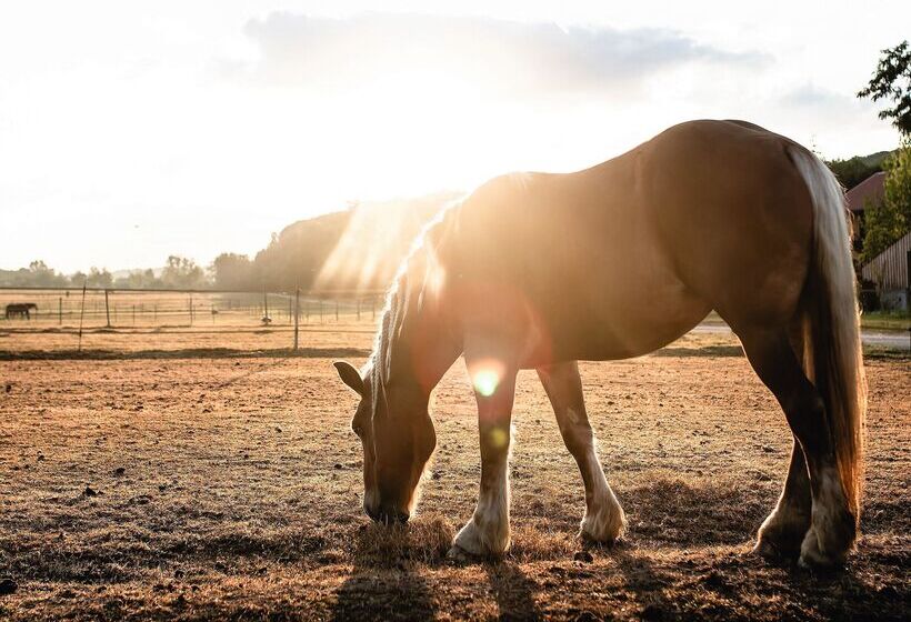 בית מלון כפרי Le Barn