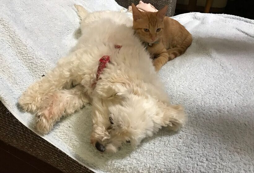 فندق Pension Keyaki