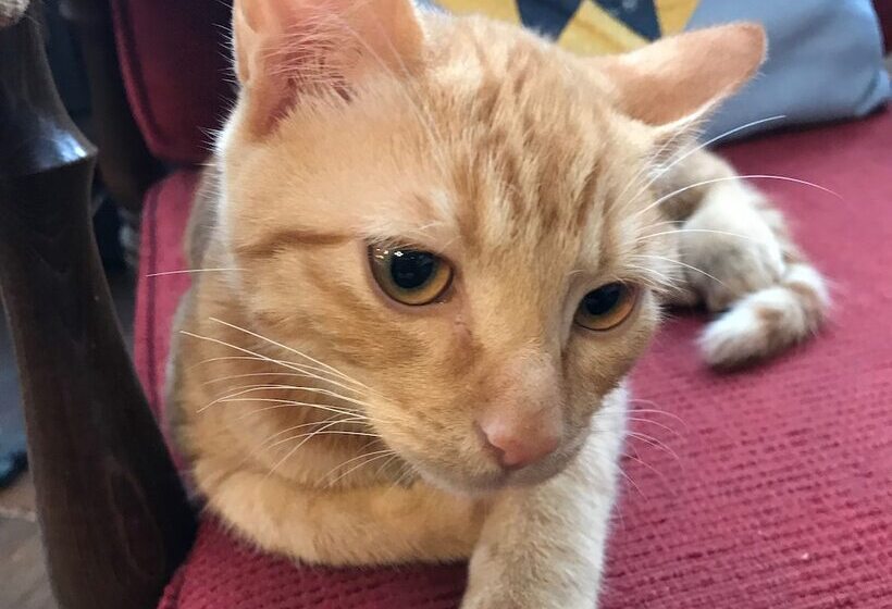 فندق Pension Keyaki