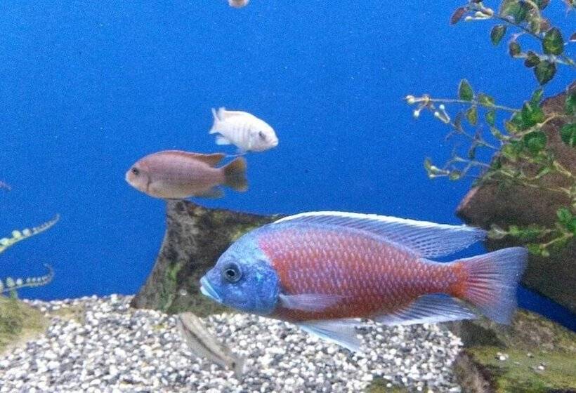 فندق Stella Maris   Style & Comfort