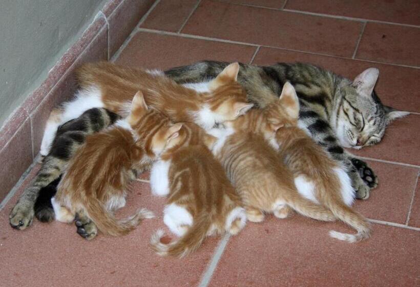 فندق Agriturismo Peretti